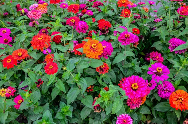 Прекрасна Квітка Яскравий Флористичний Фон Багатокольорового Цинію Широке Фото Zinnia — стокове фото