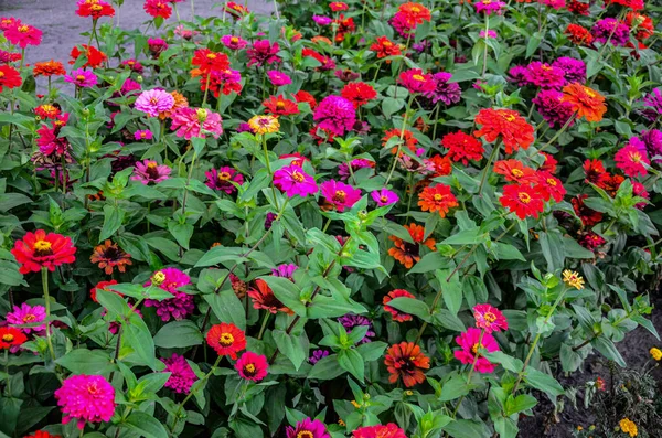 Beautiful Flower Bright Floral Background Multicolored Zinnia Wide Photo Zinnia — Stock Photo, Image