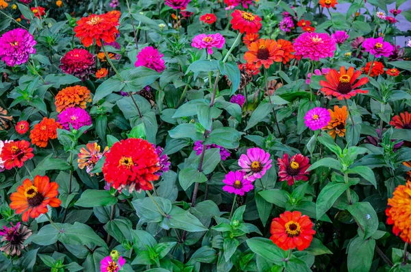 Beautiful Flower Bright Floral Background Multicolored Zinnia Wide Photo Zinnia — Zdjęcie stockowe