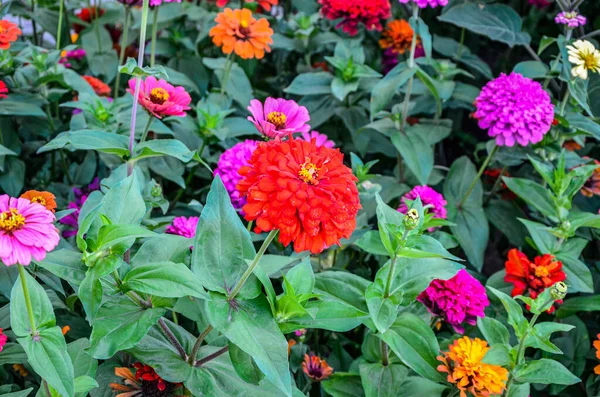 Beautiful Flower Bright Floral Background Multicolored Zinnia Wide Photo Zinnia — Stock Photo, Image