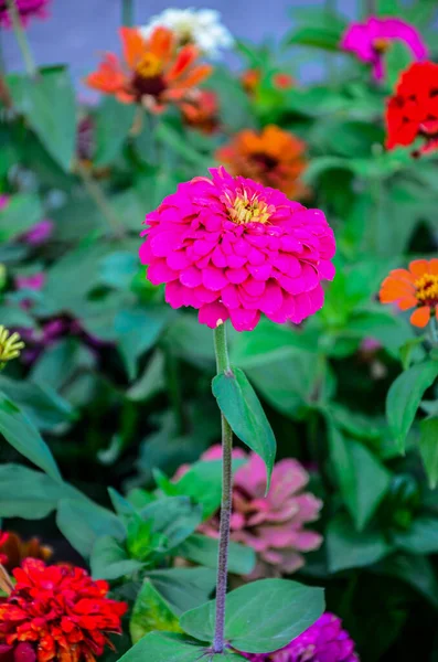 Beautiful Flower Bright Floral Background Multicolored Zinnia Wide Photo Zinnia — Stockfoto