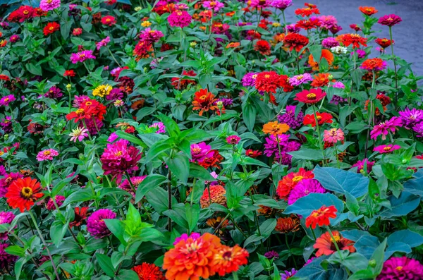 Прекрасна Квітка Яскравий Флористичний Фон Багатокольорового Цинію Широке Фото Zinnia — стокове фото