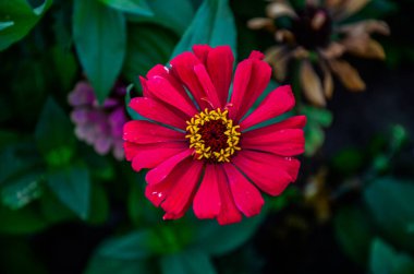 Çok güzel bir çiçek. Çok renkli zinyanın parlak çiçek arkaplanı. Geniş resim. Zinnia kırmızı, pembe, beyaz, turuncu, mor gibi birçok renkte çiçekleri olan otçul bir bitkidir. .