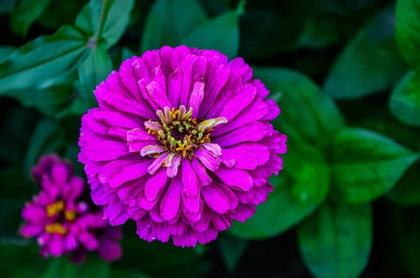 美丽的花朵 艳丽的花朵背景 来自五彩斑斓的紫罗兰 宽照片 紫杉是草本植物 花的颜色多种多样 如红色 — 图库照片