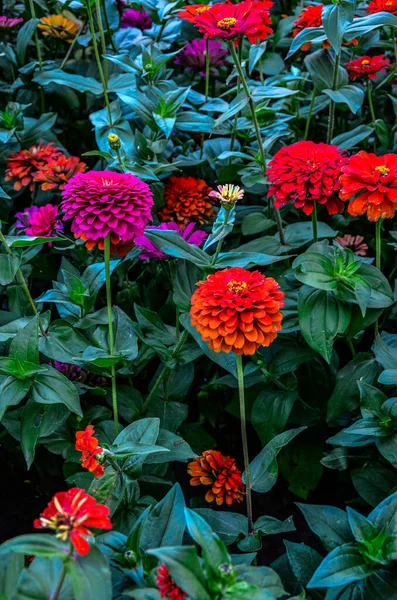 Beautiful Flower Bright Floral Background Multicolored Zinnia Wide Photo Zinnia - Stock-foto