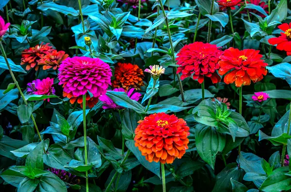 Beautiful Flower Bright Floral Background Multicolored Zinnia Wide Photo — Stock Photo, Image