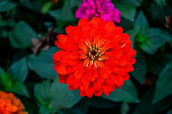 Beautiful Flower Bright Floral Background Multicolored Zinnia Wide Photo — Foto de Stock