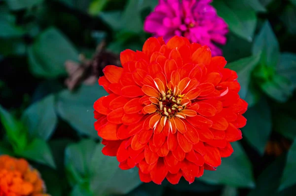 Beautiful Flower Bright Floral Background Multicolored Zinnia Wide Photo — Stock Photo, Image