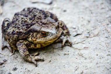 Toad Bufo Bufo, Avrupa 'nın kumlu ve sıcak bölgelerine özgü bir kurbağadır..