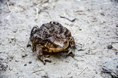 Toad Bufo Bufo, Avrupa 'nın kumlu ve sıcak bölgelerine özgü bir kurbağadır..