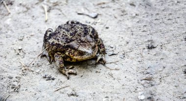 Toad Bufo Bufo, Avrupa 'nın kumlu ve sıcak bölgelerine özgü bir kurbağadır..