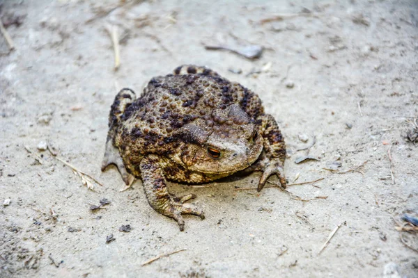 Toad Bufo Bufo Frog Native Sandy Heathland Areas Europe — Stockfoto