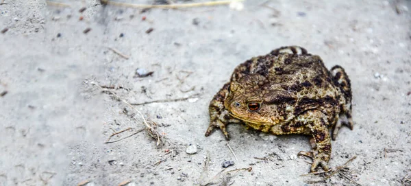 Toad Bufo Bufo Est Une Grenouille Originaire Des Régions Sablonneuses — Photo