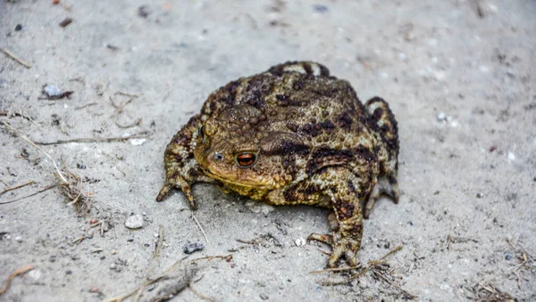 Toad Bufo Bufo Frog Native Sandy Heathland Areas Europe — ストック写真