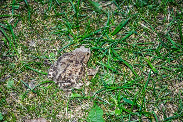 Toad Bufo Bufo Una Rana Originaria Zone Sabbiose Brughiere Europa — Foto Stock