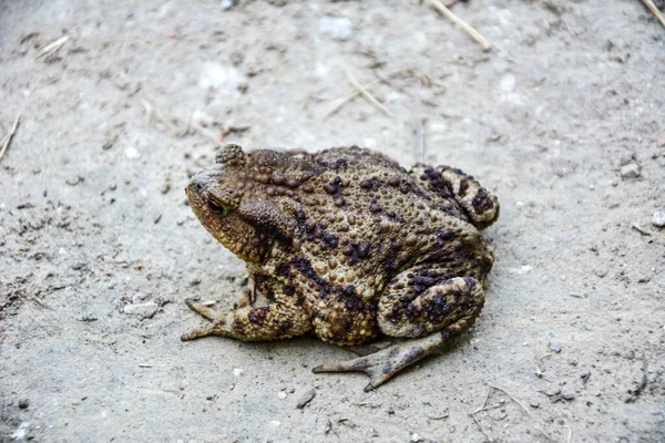 두꺼비 Toad Bufo Bufo 유럽의 모래와 지대에서 자생하는 개구리이다 — 스톡 사진