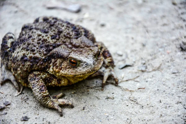 Toad Bufo Bufo Est Une Grenouille Originaire Des Régions Sablonneuses — Photo