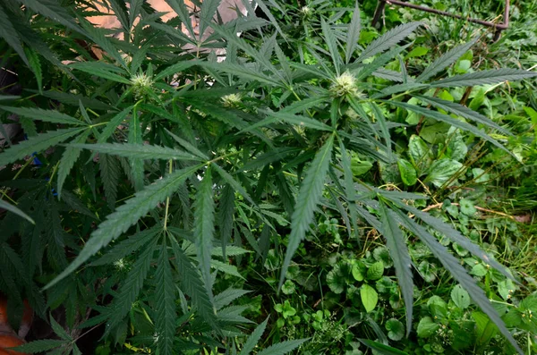 Planta Maconha Madura Com Bud Folhas Textura Plantas Maconha Fazenda — Fotografia de Stock