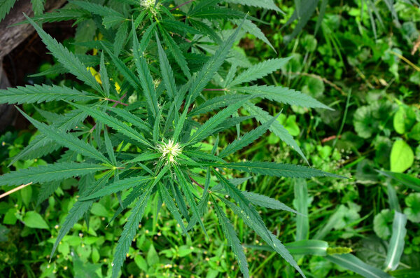 Зрелое растение марихуаны с Бадом и Листьями. Текстура растений марихуаны в помещении фермы конопли. Растения конопли растут в помещении с большими бутонами марихуаны .