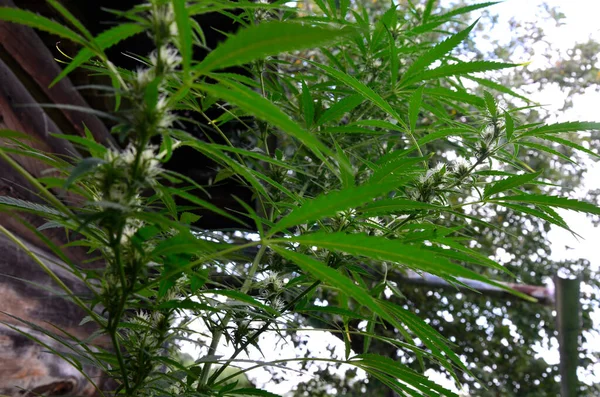 Planta Marihuana Madura Con Bud Hojas Texture Marijuana Plants Indoor — Foto de Stock