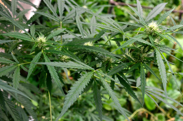 Зрелое растение марихуаны с Бадом и Листьями. Текстура растений марихуаны в помещении фермы конопли. Растения конопли растут в помещении с большими бутонами марихуаны .