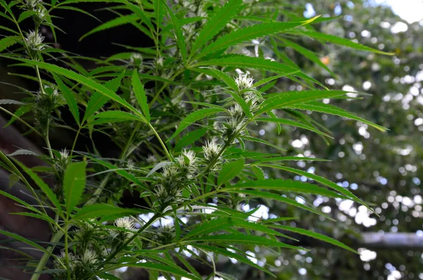 Reife Marihuana Pflanze Mit Knospe Und Blättern Textur Von Marihuana — Stockfoto