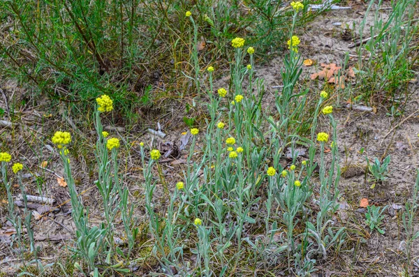 Helichrysum Arenarium Dwarf Everlast Immortelle Yellow Flowers Closeup Wild Blooms —  Fotos de Stock