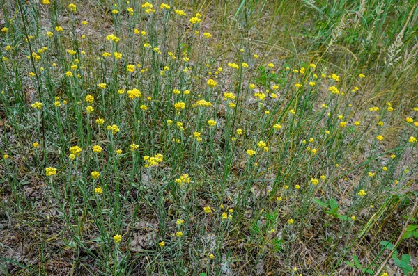 Helichrysum Arenarium Dwarf Everlast Immortelle Yellow Flowers Closeup Wild Blooms — Stock fotografie