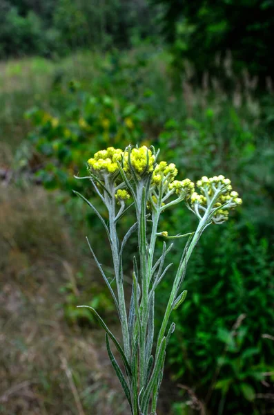 Helichrysum Arenarium Dwarf Everlast Immortelle Yellow Flowers Closeup Wild Blooms — Stockfoto