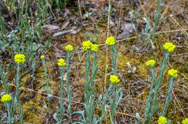 Helichrysum Arenarium Dwarf Everlast Immortelle Yellow Flowers Closeup Wild Blooms — Stock Photo, Image