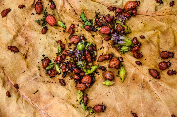 科罗拉多马铃薯甲虫和幼虫科罗拉多的幼虫以马铃薯叶为食 — 图库照片