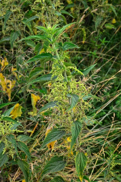 Stinging Nettles Urtica Dioica Growing Field Stinging Nettle Urtica Dioica — Stok Foto