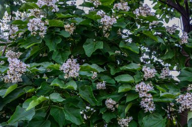 Katalpa çiçek ağacının pembe ve sarı dokunuşlu beyaz çiçekleri. Katalpa ağacı, gösterişli, güzel kokulu çiçekleri ve güzel yaprakları nedeniyle peyzajda kullanılan dekoratif bir ağaçtır.