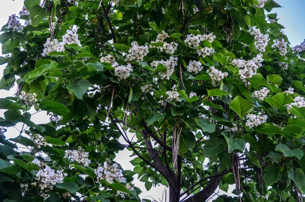 Flores Blancas Con Trazos Rosados Amarillos Del Árbol Floración Catalpa — Foto de Stock