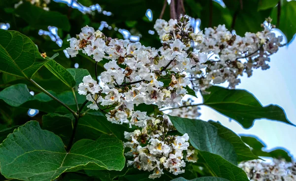 White Flowers Pink Yellow Strokes Catalpa Flowering Tree Catalpa Tree — Fotografia de Stock