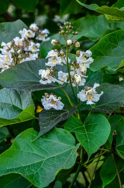 White Flowers Pink Yellow Strokes Catalpa Flowering Tree Catalpa Tree — Fotografia de Stock