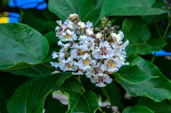 White Flowers Pink Yellow Strokes Catalpa Flowering Tree Catalpa Tree — Fotografia de Stock