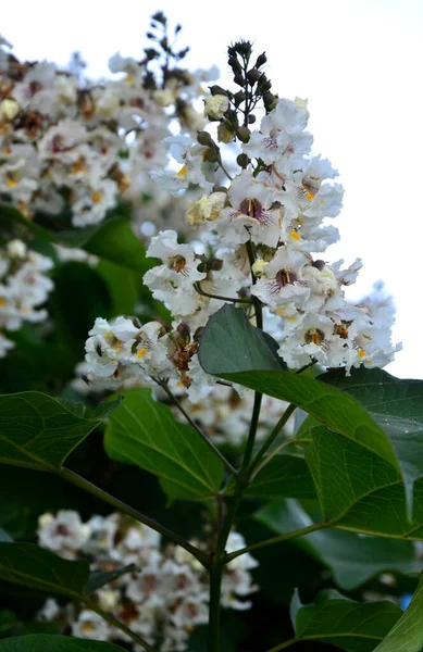 Flores Blancas Con Trazos Rosados Amarillos Del Árbol Floración Catalpa —  Fotos de Stock