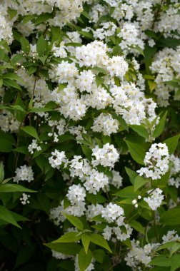 Gün batımında çiçek açan spirea beyaz çiçekleri. Spirea duvar kağıdı. Spiraea, Rosaceae ailesinin bir çalısıdır..