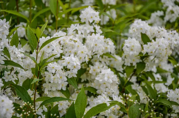 Gün Batımında Çiçek Açan Spirea Beyaz Çiçekleri Spirea Duvar Kağıdı — Stok fotoğraf