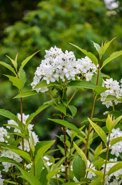 Blühender Strauch Aus Weißen Blüten Sonnenuntergang Spirea Tapete Spiraea Ist — Stockfoto