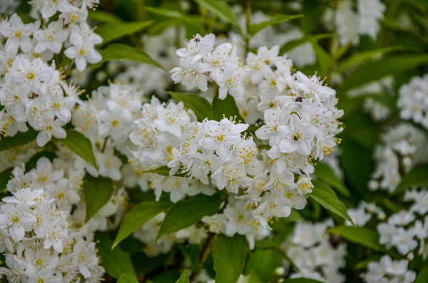 Arbusto Floreciente Flores Blancas Espirea Luz Del Atardecer Fondo Pantalla —  Fotos de Stock