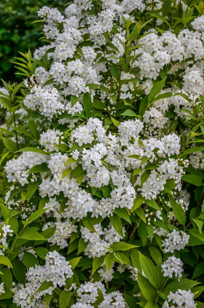 Blühender Strauch Aus Weißen Blüten Sonnenuntergang Spirea Tapete Spiraea Ist — Stockfoto