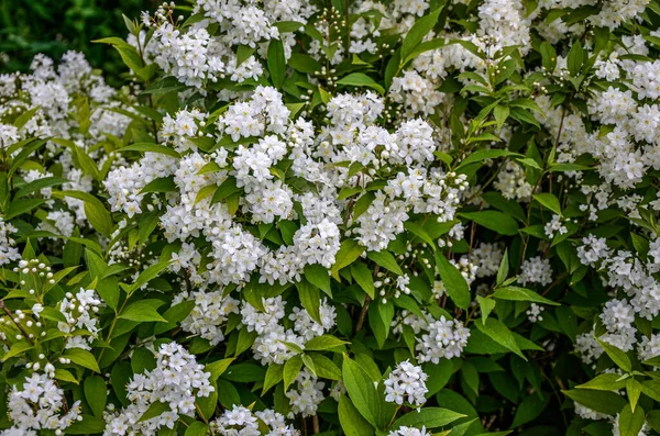 Bloeiende Struik Van Spirea Witte Bloemen Bij Zonsondergang Licht Spirea — Stockfoto