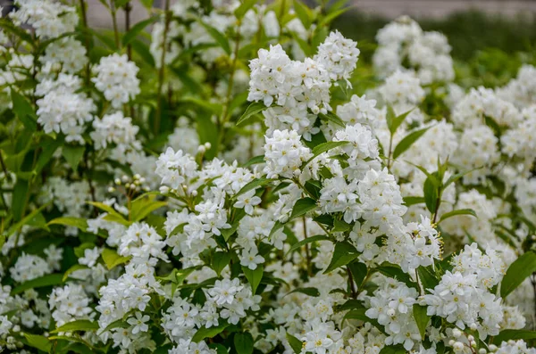 Цветущие Кусты Спиреа Белые Цветы Закате Света Спиреа Обои Спираль — стоковое фото