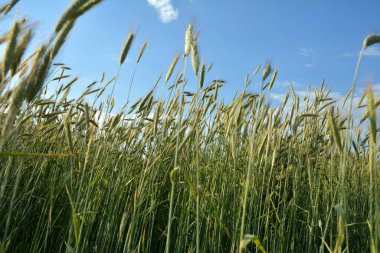Tarlada yetişen çavdar. Çavdar ekmeği yakın. Bayat mısır gevreği. Çavdar tarlada yetişir. Tahıl ekinleri. Fırtınadan önce, Haziran 'da gökyüzünde mısır gevreği dalları.