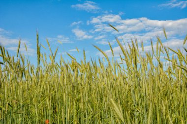 Tarlada yetişen çavdar. Çavdar ekmeği yakın. Bayat mısır gevreği. Çavdar tarlada yetişir. Tahıl ekinleri. Fırtınadan önce, Haziran 'da gökyüzünde mısır gevreği dalları.
