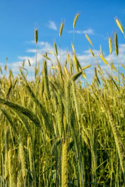Tarlada yetişen çavdar. Çavdar ekmeği yakın. Bayat mısır gevreği. Çavdar tarlada yetişir. Tahıl ekinleri. Fırtınadan önce, Haziran 'da gökyüzünde mısır gevreği dalları.