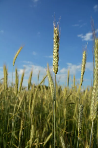 Rye Growing Field Rye Ear Close Secale Cereale Rye Grows — 스톡 사진