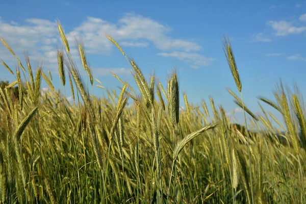 Rye Growing Field Rye Ear Close Secale Cereale Rye Grows — Stock Photo, Image
